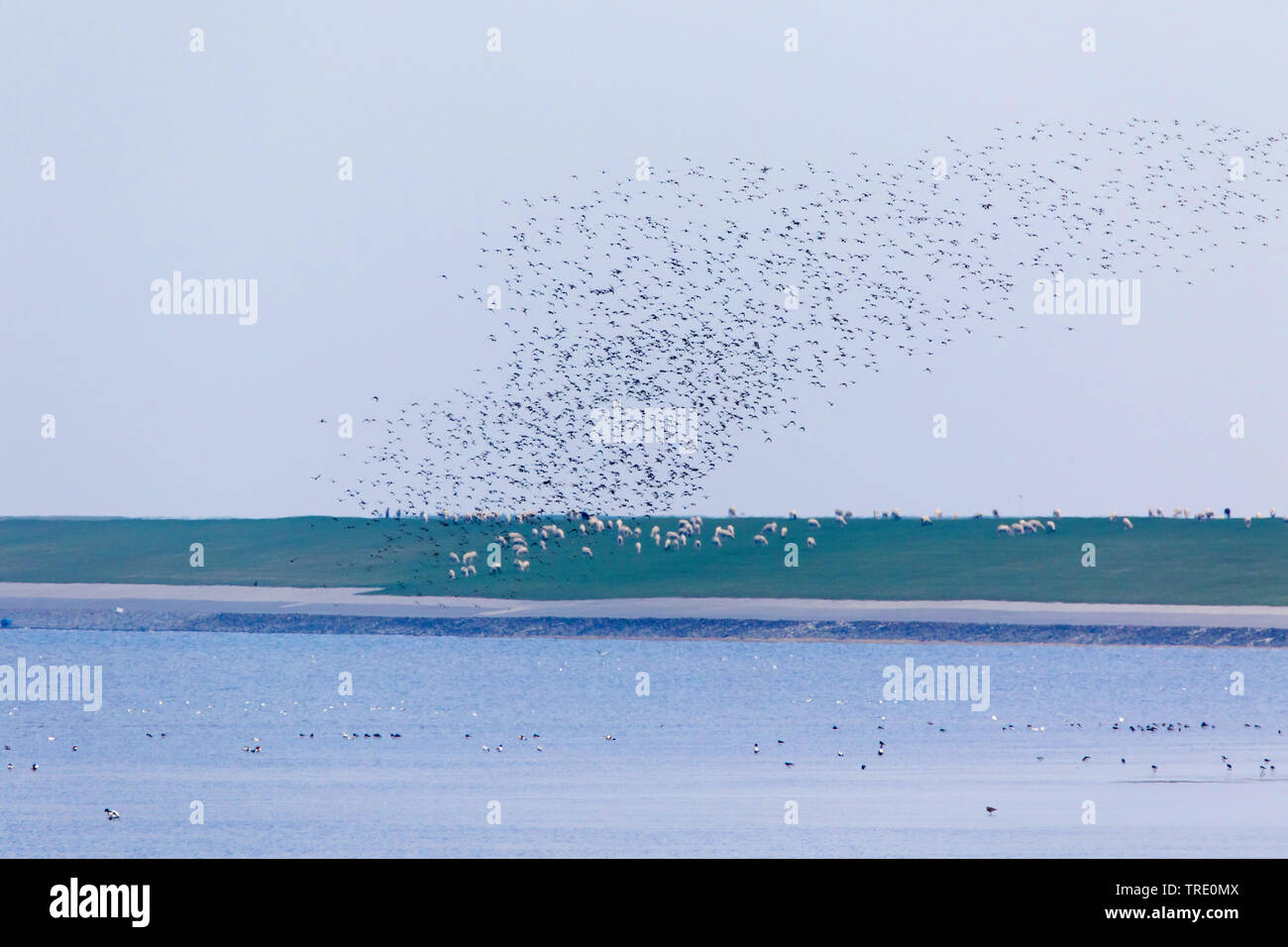 Schwarm Vögel über Deich, Deutschland, Niedersachsen, Ostfriesland Stockfoto