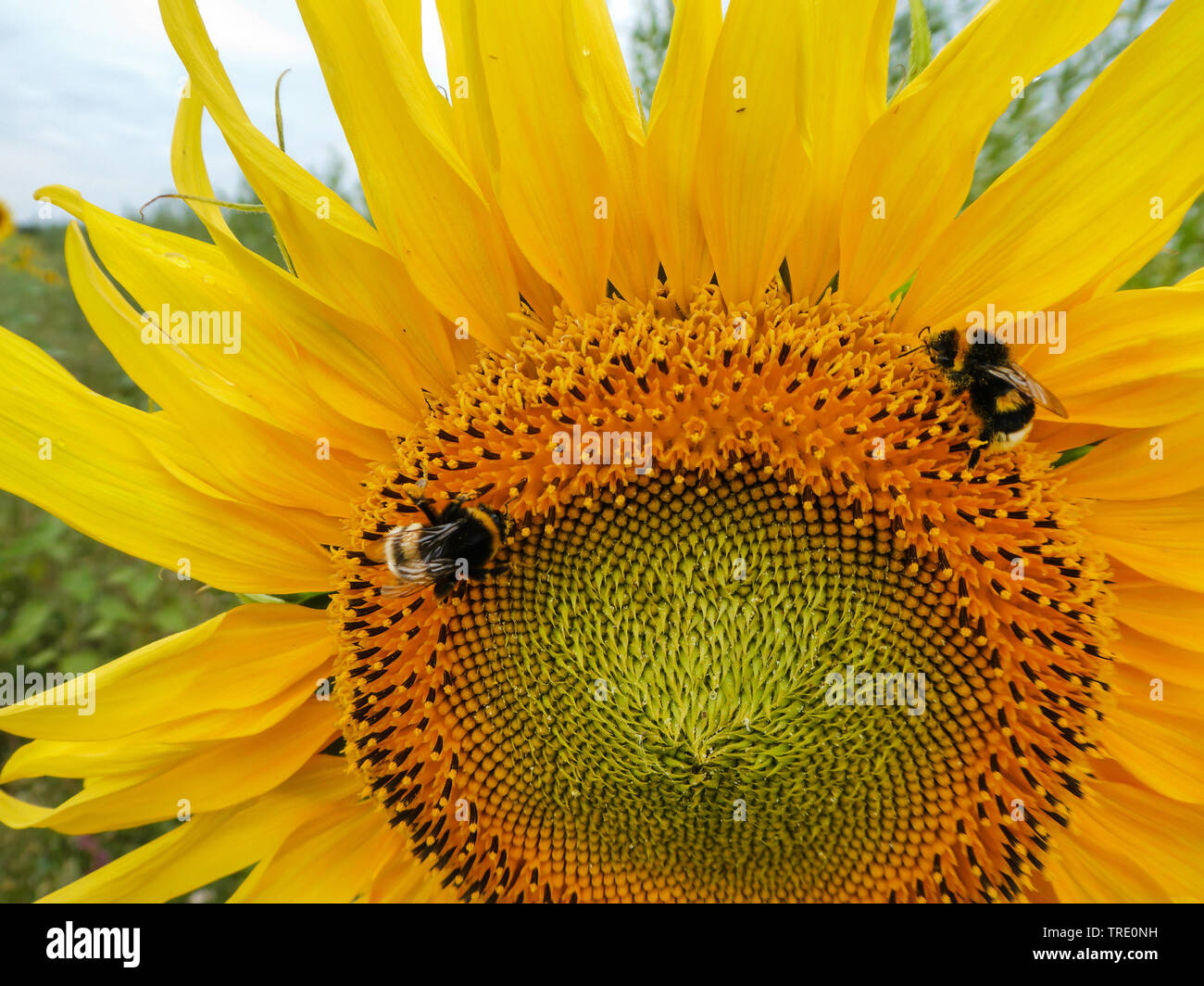 Gemeinsame Sonnenblume (Helianthus annuus) Sonnenblume mit Hummeln in einem Feld, Deutschland, Niedersachsen, Ostfriesland Stockfoto