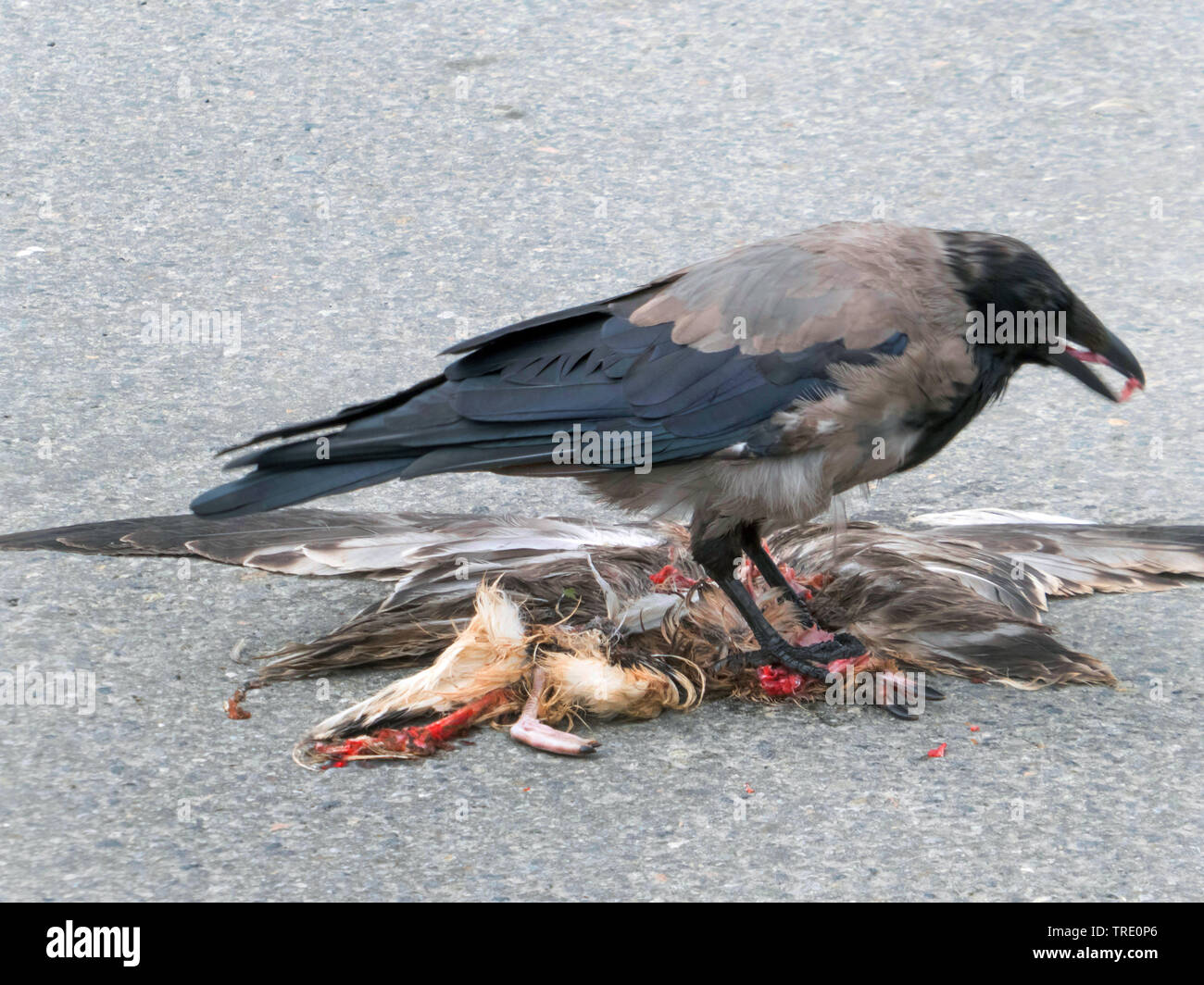 Nebelkrähe (Corvus corone, Corvus corone Corone), speist sich aus einer Überschreitung Mew Gull, Norwegen, Troms Stockfoto