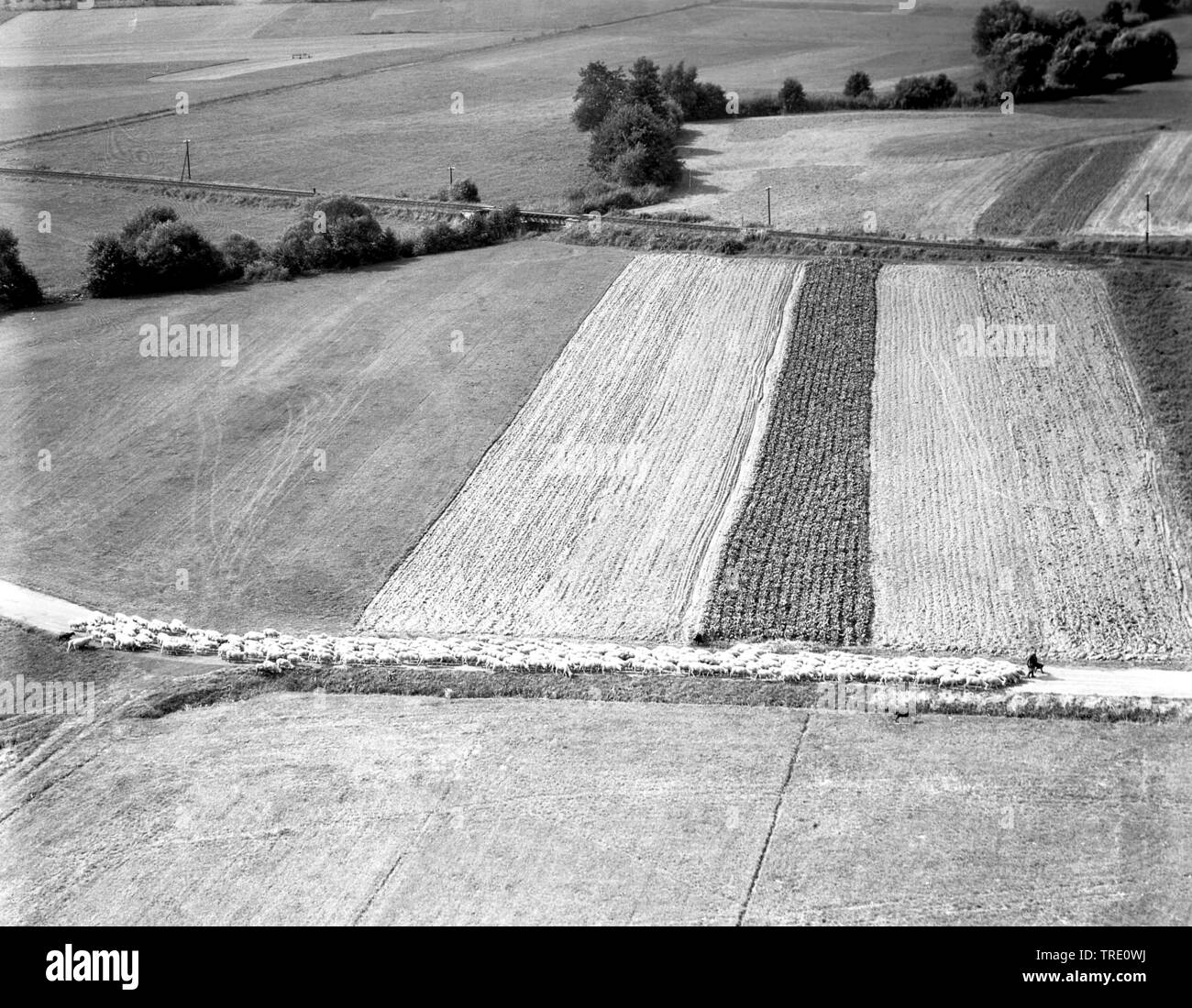 Herden von Schafen und Hirten auf einer Straße im Bereich Landschaft, historische Luftaufnahme, 11.09.1963, Deutschland, Bayern Stockfoto