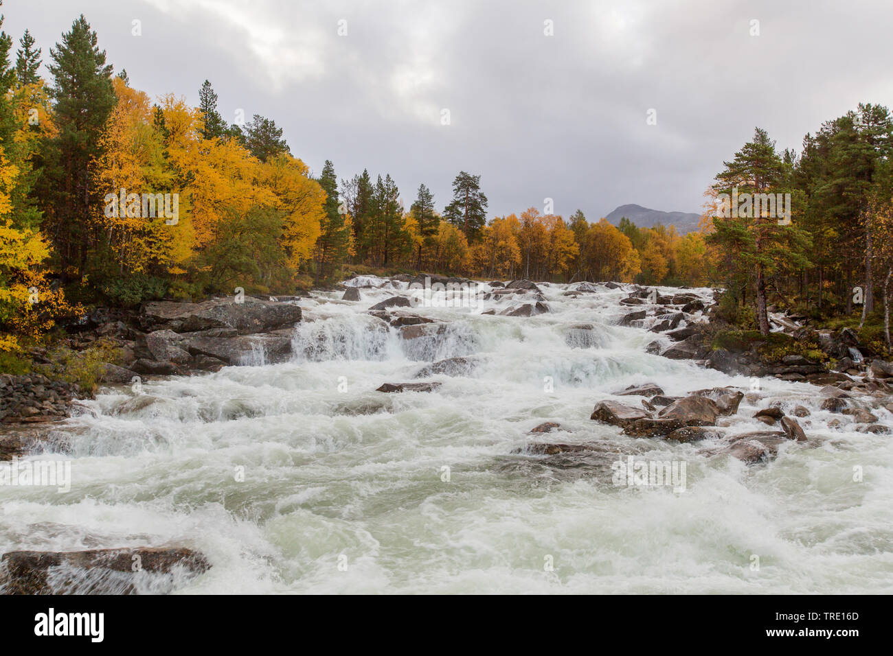 Rapids im Herbst, Saltdalen, Norwegen, Nordland, Svartisen Saltfjellet Nationalpark, Saltdalen Stockfoto