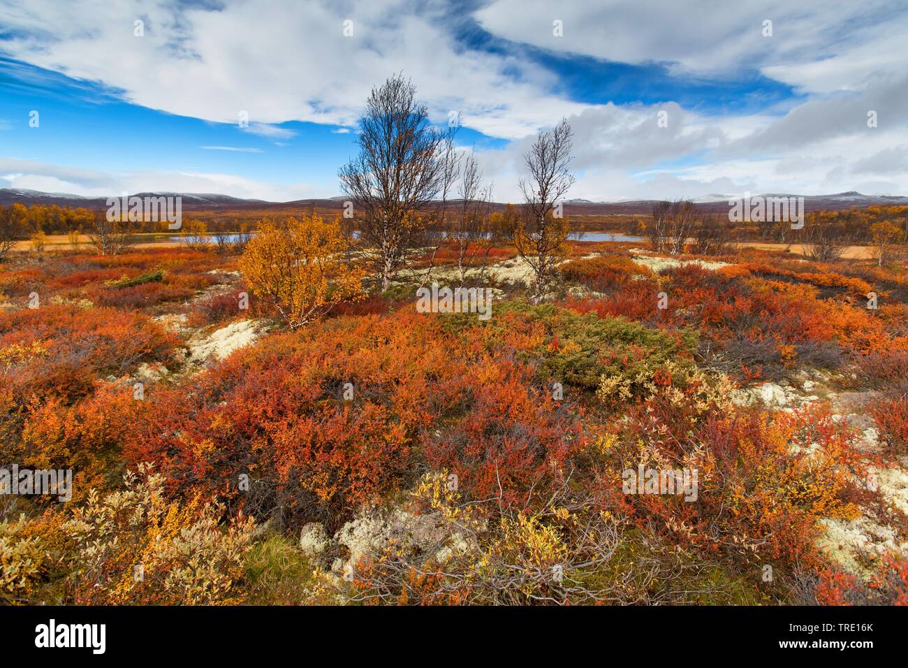 Glatte Zwerg Birke, Zwerg Birke, Zwerg - Birke (Betula nana), Herbst am See Kringluttjonne auf das Dovrefjell, Norwegen, Oppland, Dovrefjell Nationalpark Sunndalsfjella Stockfoto Glatte Zwerg Birke, Zwerg Birke, Zwerg - Birke (Betula nana), Herbst am See Kringluttjonne auf das Dovrefjell, Norwegen, Oppland, Dovrefjell Nationalpark Sunndalsfjella Stockfoto