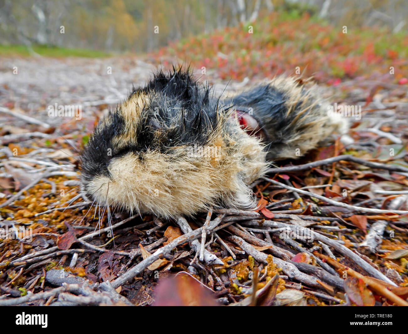 Wahre Lemminge (Lemmus spec.), von Predator Vogel verloren toten Lemming, Norwegen, Troms, Breivikdalen Stockfoto