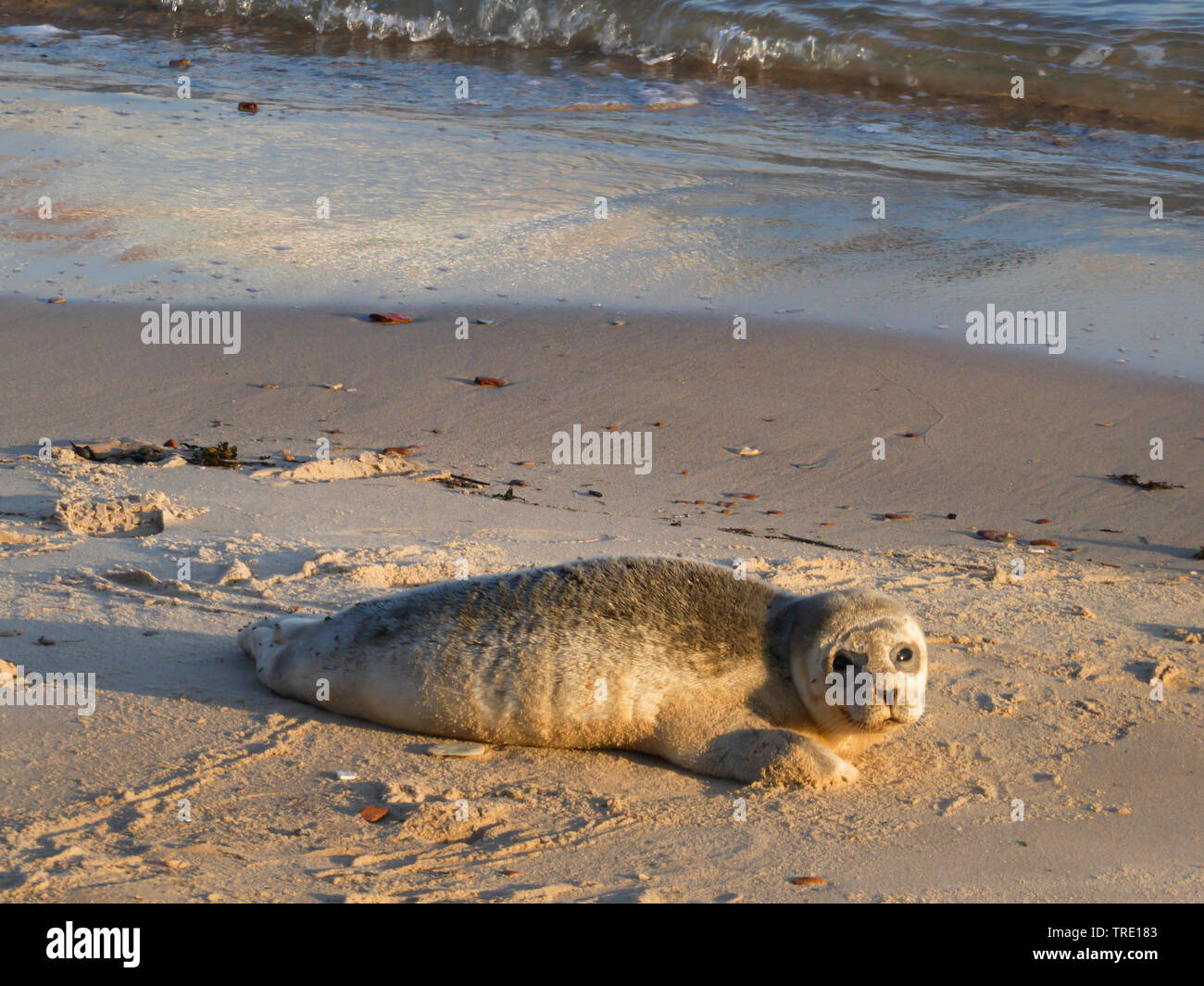 Harbour seal, Seehund (Phoca vitulina), am Strand von Helgoland, Deutschland, Schleswig-Holstein, Helgoland Stockfoto