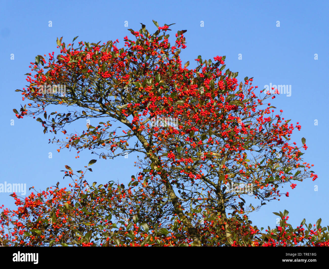 Gemeinsame whitebeam (Sorbus aria), Fruchtkörper, Deutschland, Niedersachsen, Ostfriesland Stockfoto