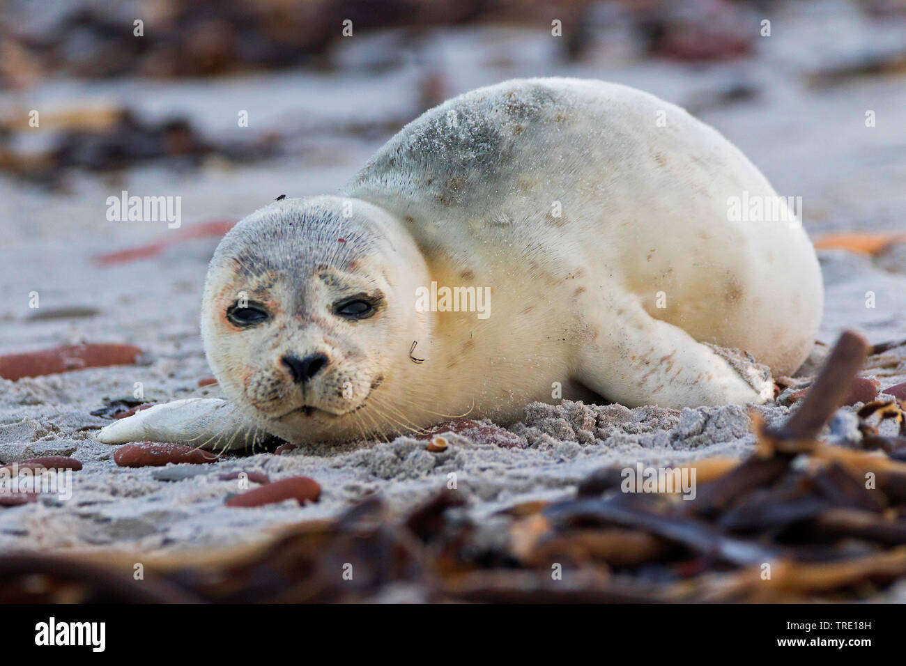 Harbour seal, Seehund (Phoca vitulina), seal Pup am Strand der Insel Helgoland, Deutschland, Schleswig-Holstein, Helgoland Stockfoto