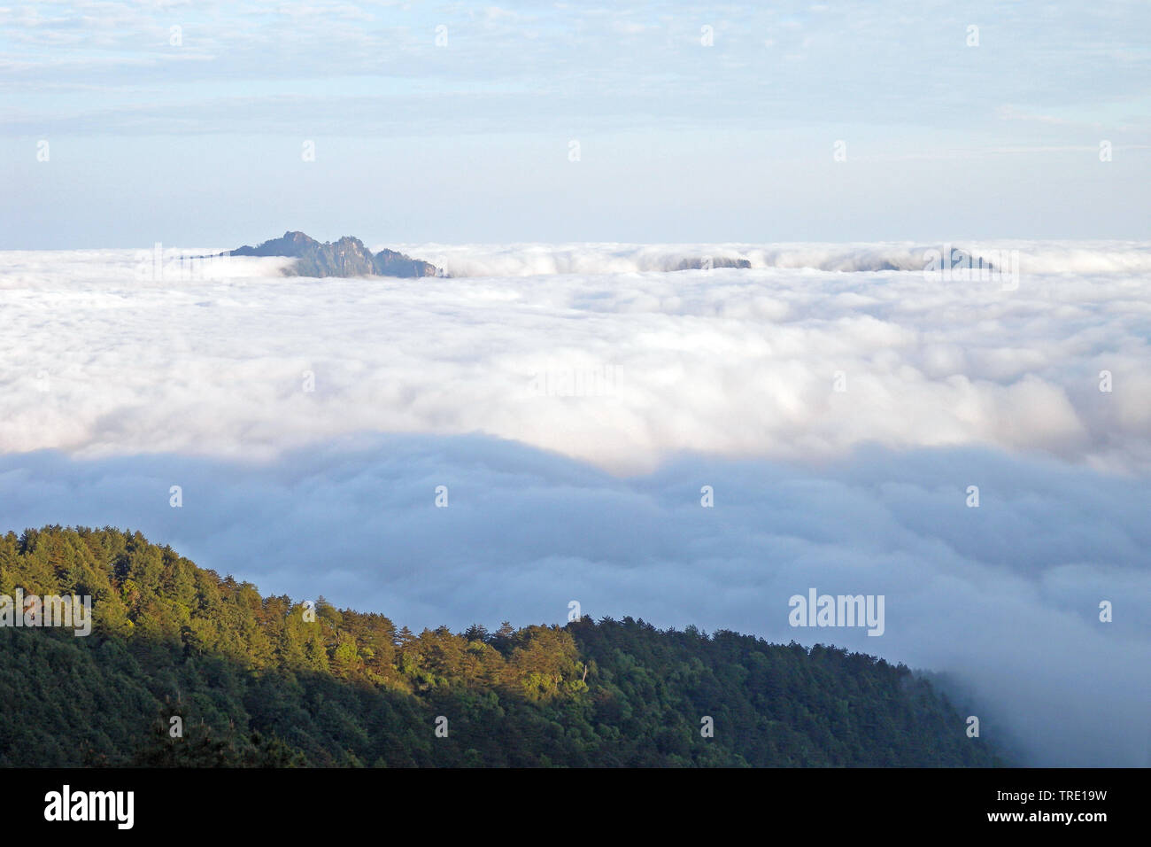 Landschaft in Taiwan, Alishan, Taiwan Stockfoto