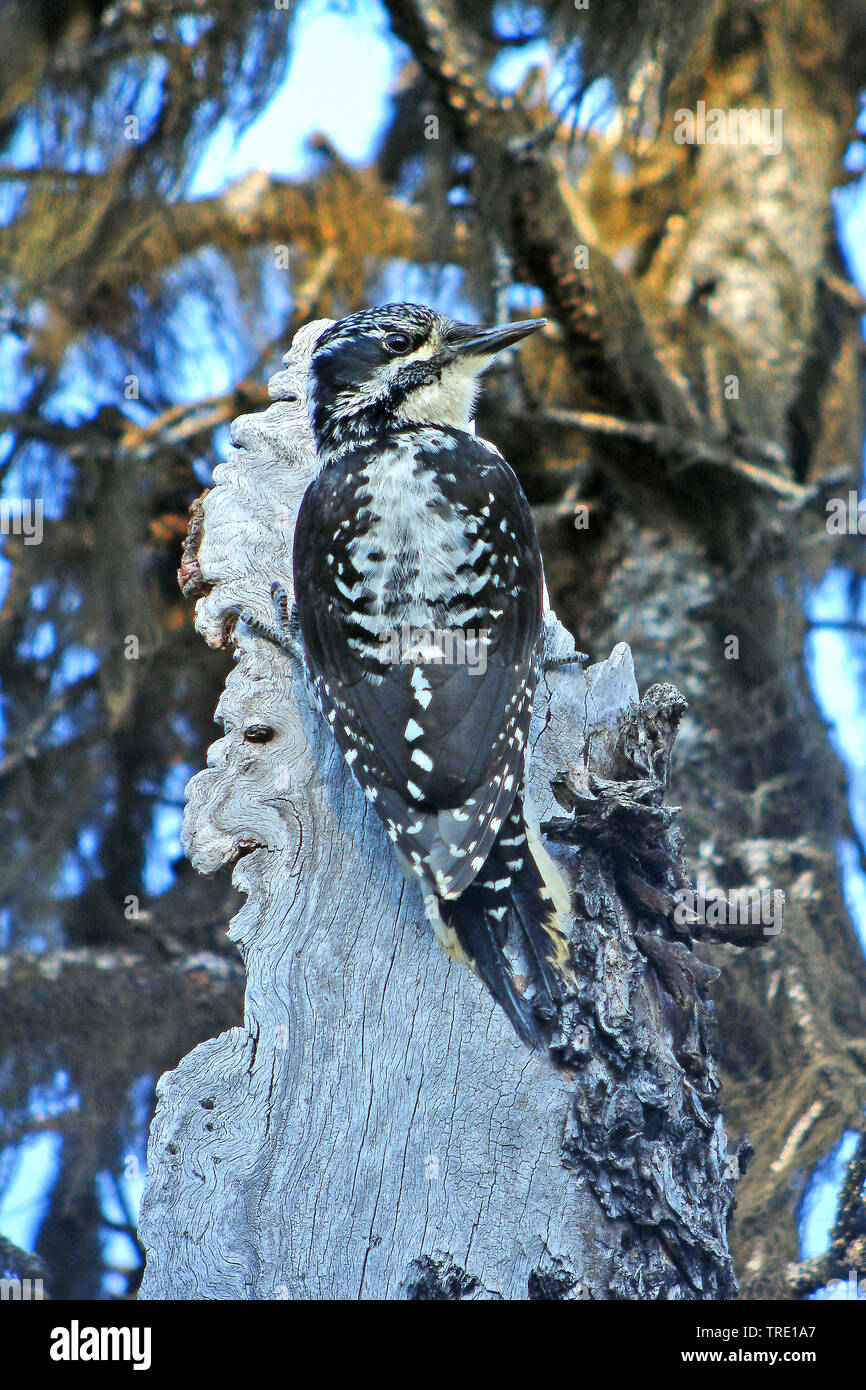 Amerikaanse drieteenspecht, Amerikanische Dreizehenspecht (Picoides dorsalis), auf einem Baum, USA, Alaska Stockfoto