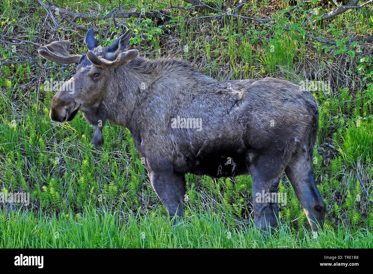 Alaska Elch, Tundra, Elche, Yukon Elch (Alces alces Alces gigas gigas,), männlich, USA, Alaska Stockfoto