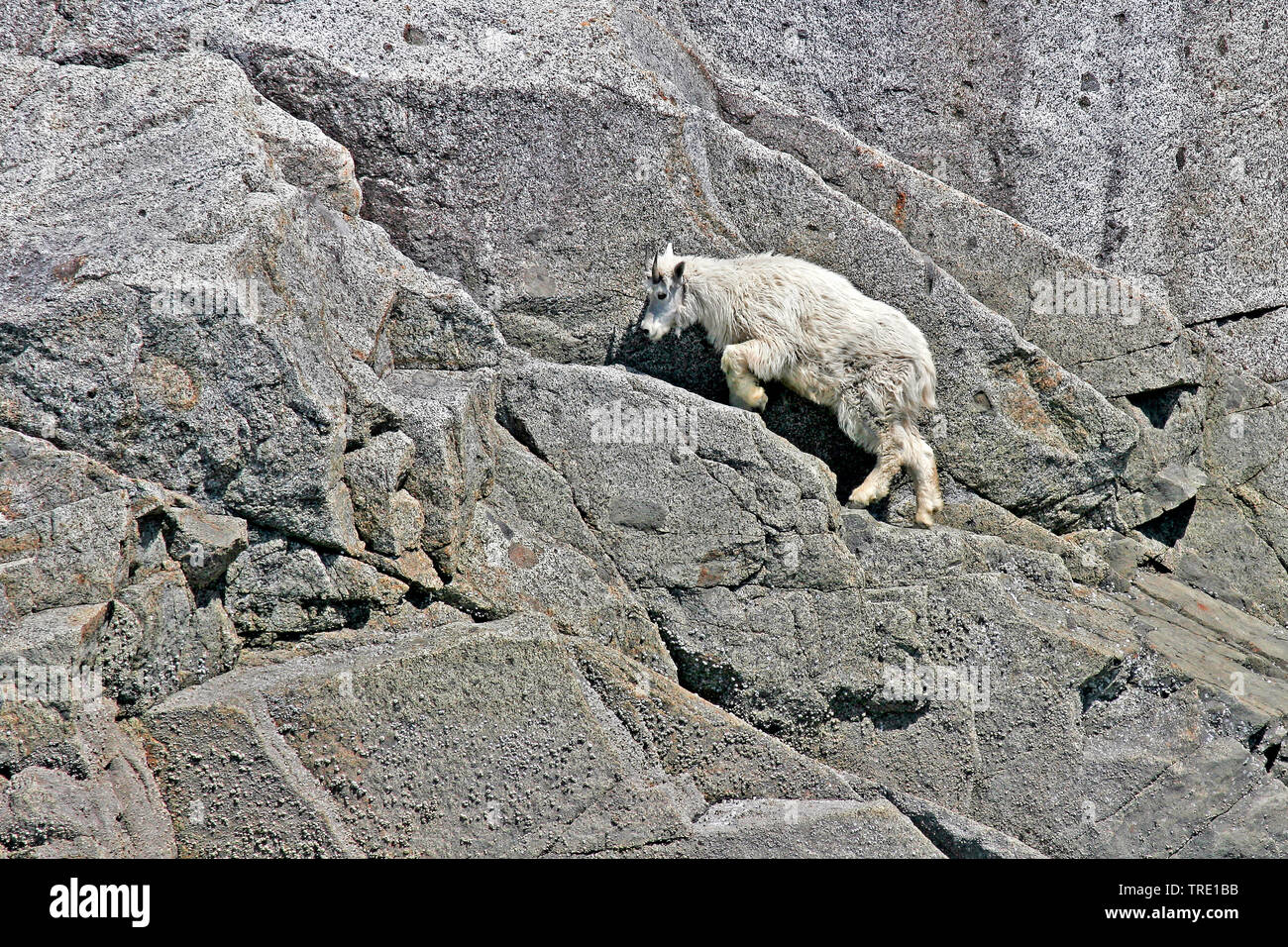 Schneeziege (Oreamnos americanus), Klettern über eine Felswand, USA, Alaska Stockfoto