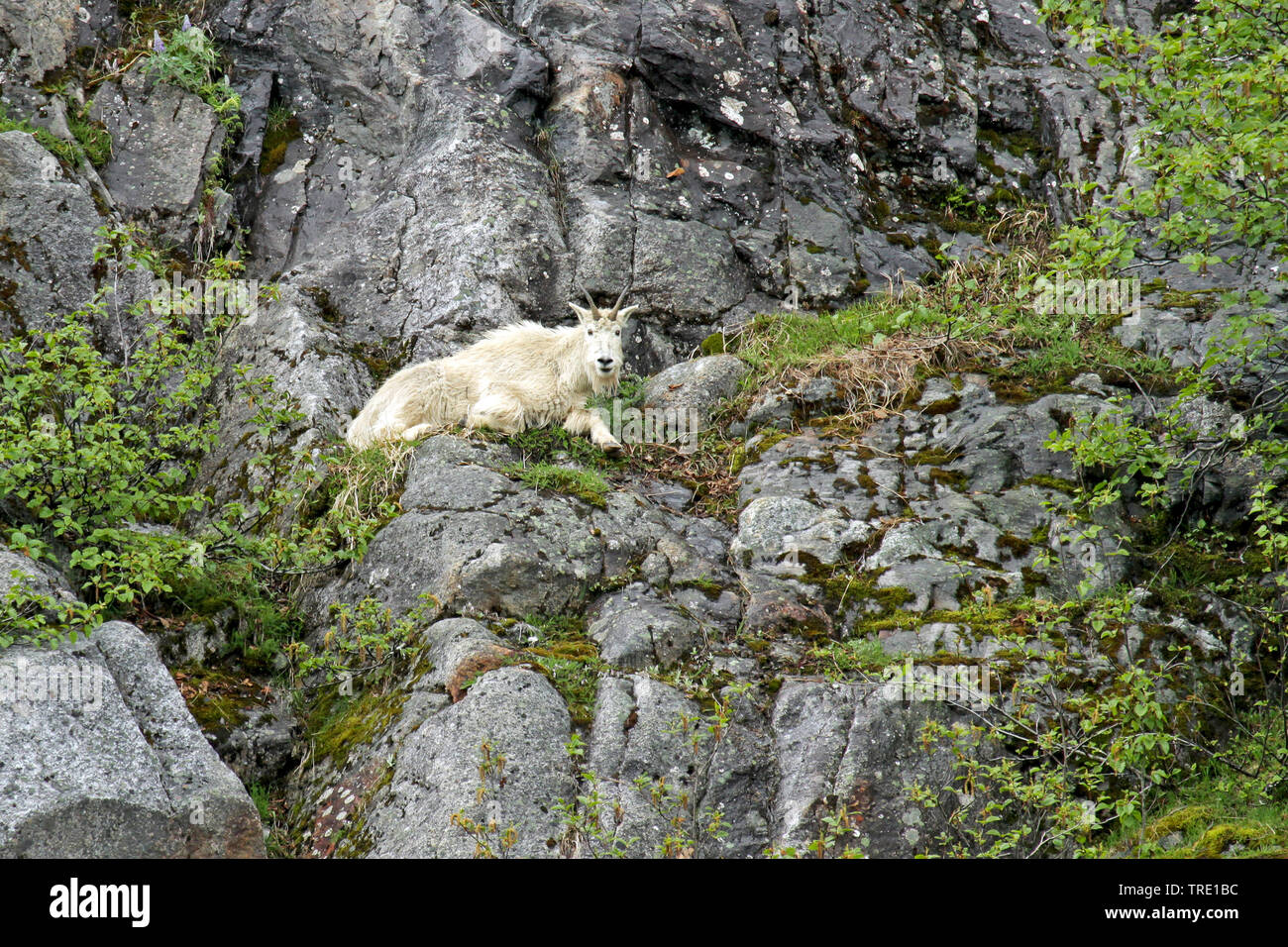 Schneeziege (Oreamnos americanus), liegt auf einer Felswand, USA, Alaska Stockfoto