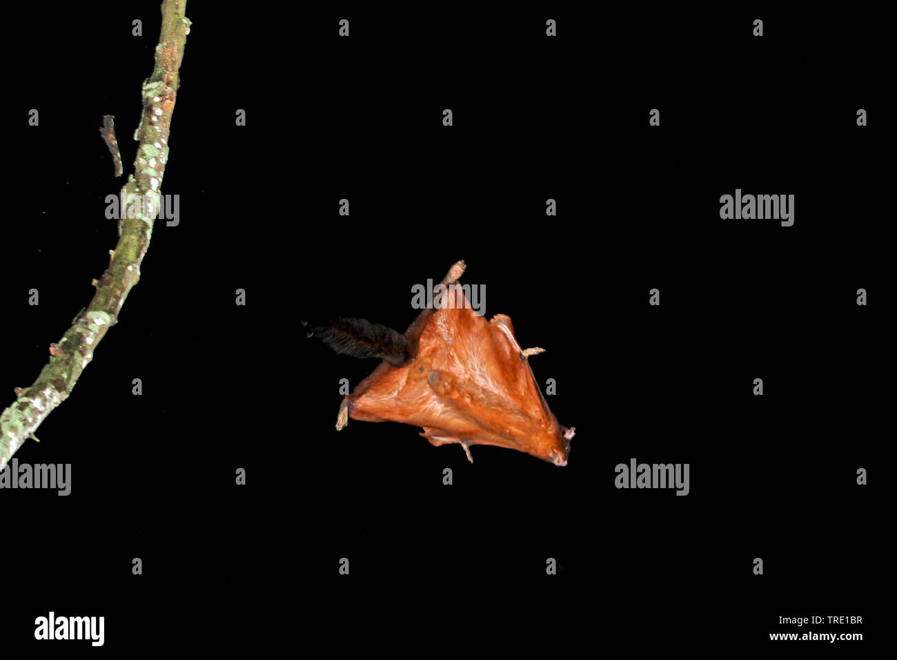 Red Giant flying squirrel (Petaurista petaurista), im Flug, Taiwan Stockfoto