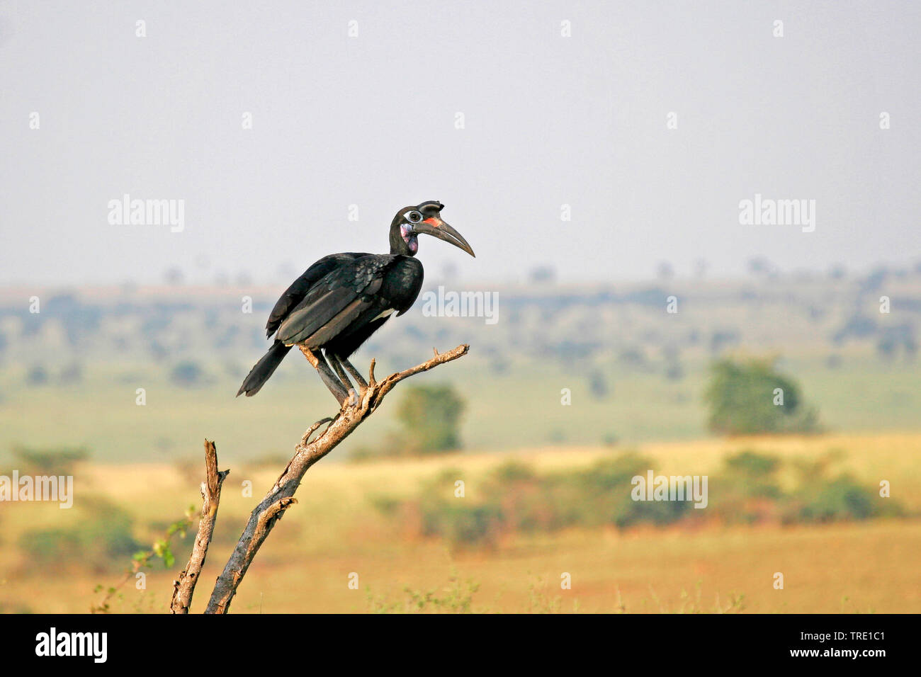 Abessinier Hornrabe (Bucorvus abyssinicus), auf einem Zweig sitzend, Uganda Stockfoto