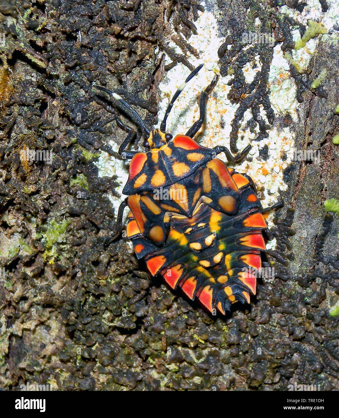Heteropterans, echte Wanzen (Heteroptera (Hemiptera)), bunte Shield bug, Madagaskar, Amber Mountain National Park Stockfoto