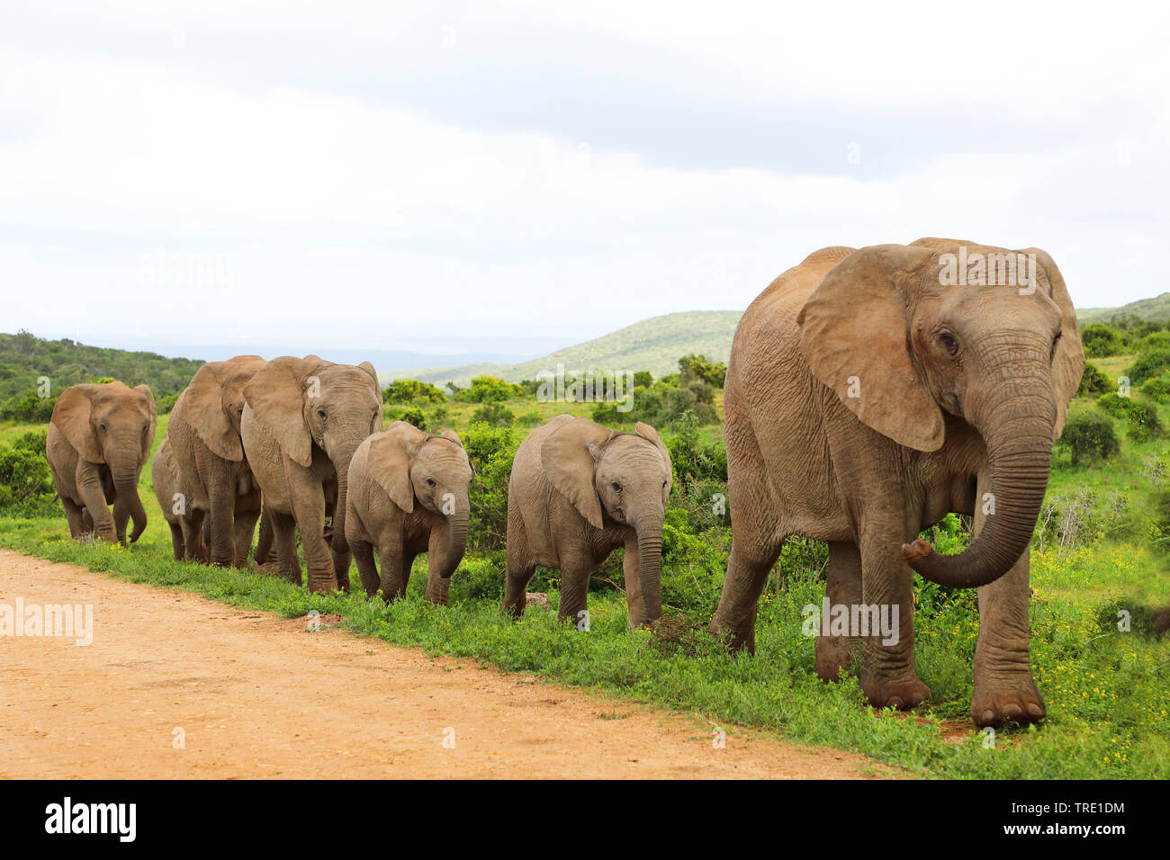 Afrikanischer Elefant (Loxodonta africana), Herde zu Fuß entlang der Strasse, Südafrika, Eastern Cape, Addo Elephant National Park Stockfoto