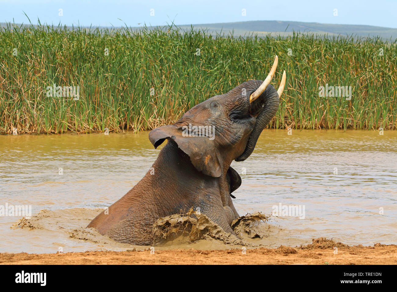 Afrikanischer Elefant (Loxodonta africana), baden Stier, Seitenansicht, Südafrika, Eastern Cape, Addo Elephant National Park Stockfoto