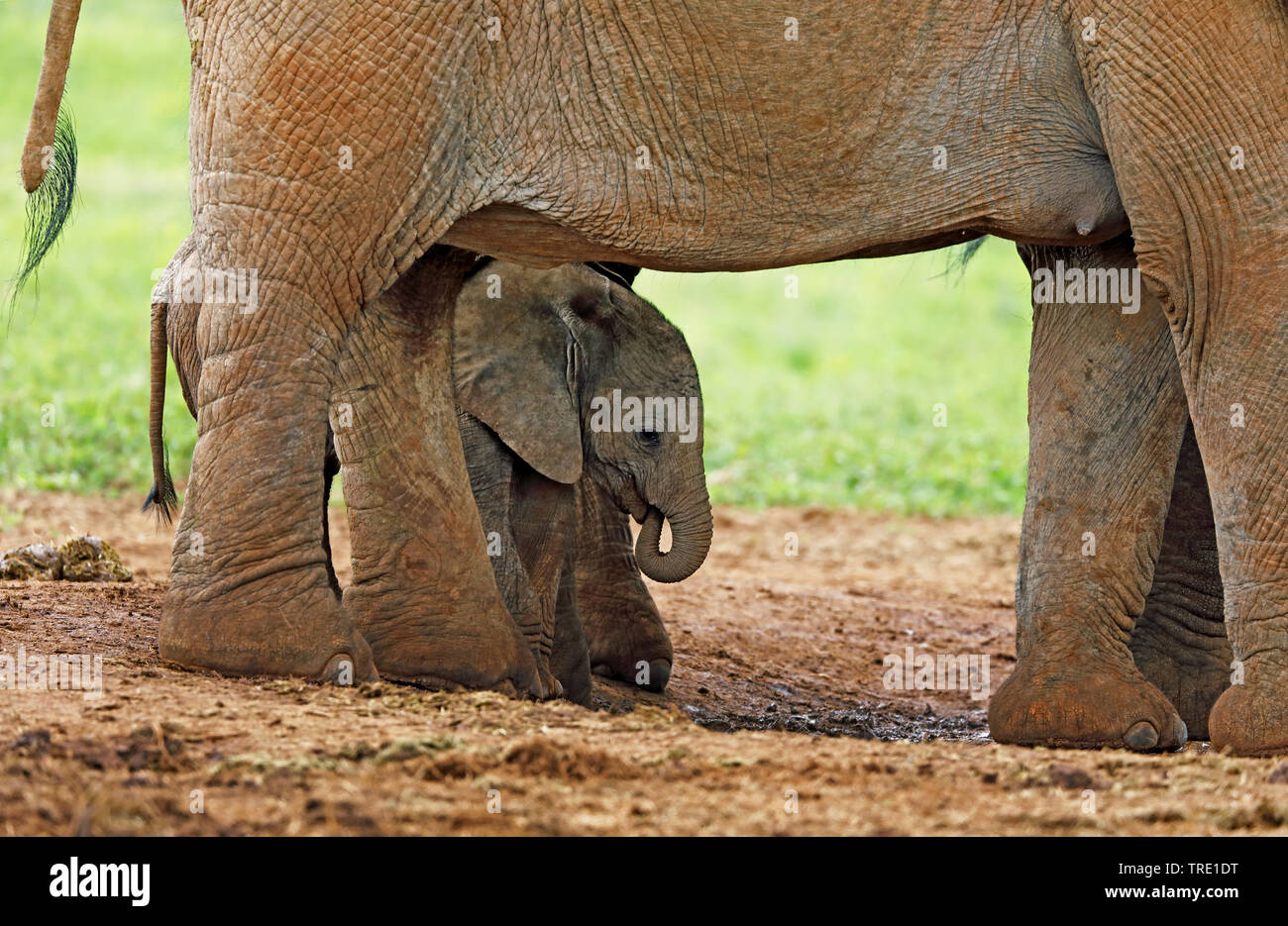 Afrikanischer Elefant (Loxodonta africana), junger Kälber unter dem Bauch der Mutter, Seitenansicht, Südafrika, Eastern Cape, Addo Elephant National Park Stockfoto