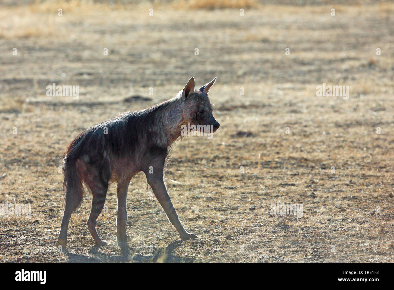 Braune Hyäne (Hyaena brunnea, Parahyena brunnea), junge Tier, Seitenansicht, Südafrika, Kgalagadi Transfrontier National Park Stockfoto