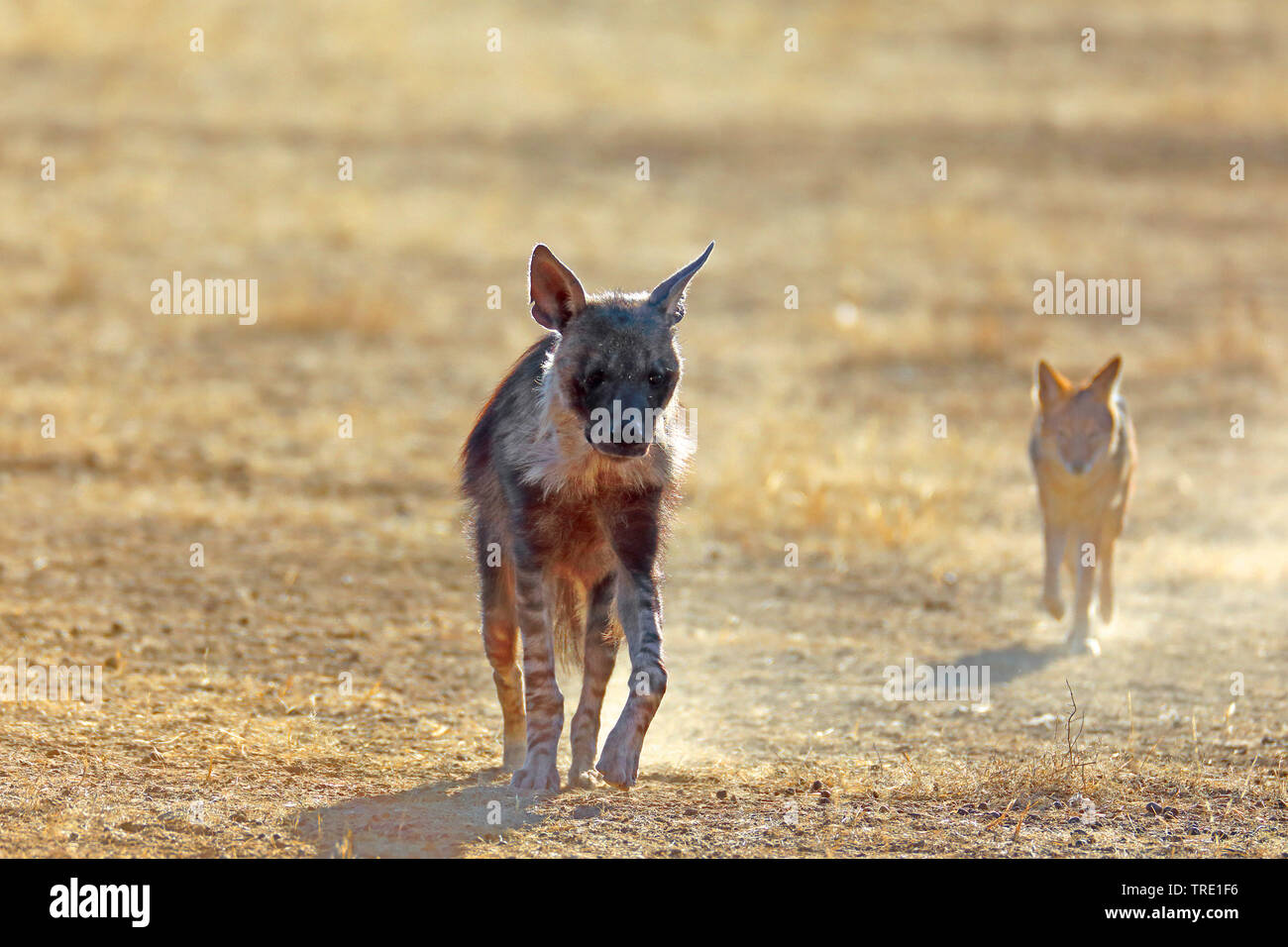 Braune Hyäne (Hyaena brunnea, Parahyena brunnea), Wandern in der Savanne, Schakal im Hintergrund, Südafrika, Kgalagadi Transfrontier National Park Stockfoto
