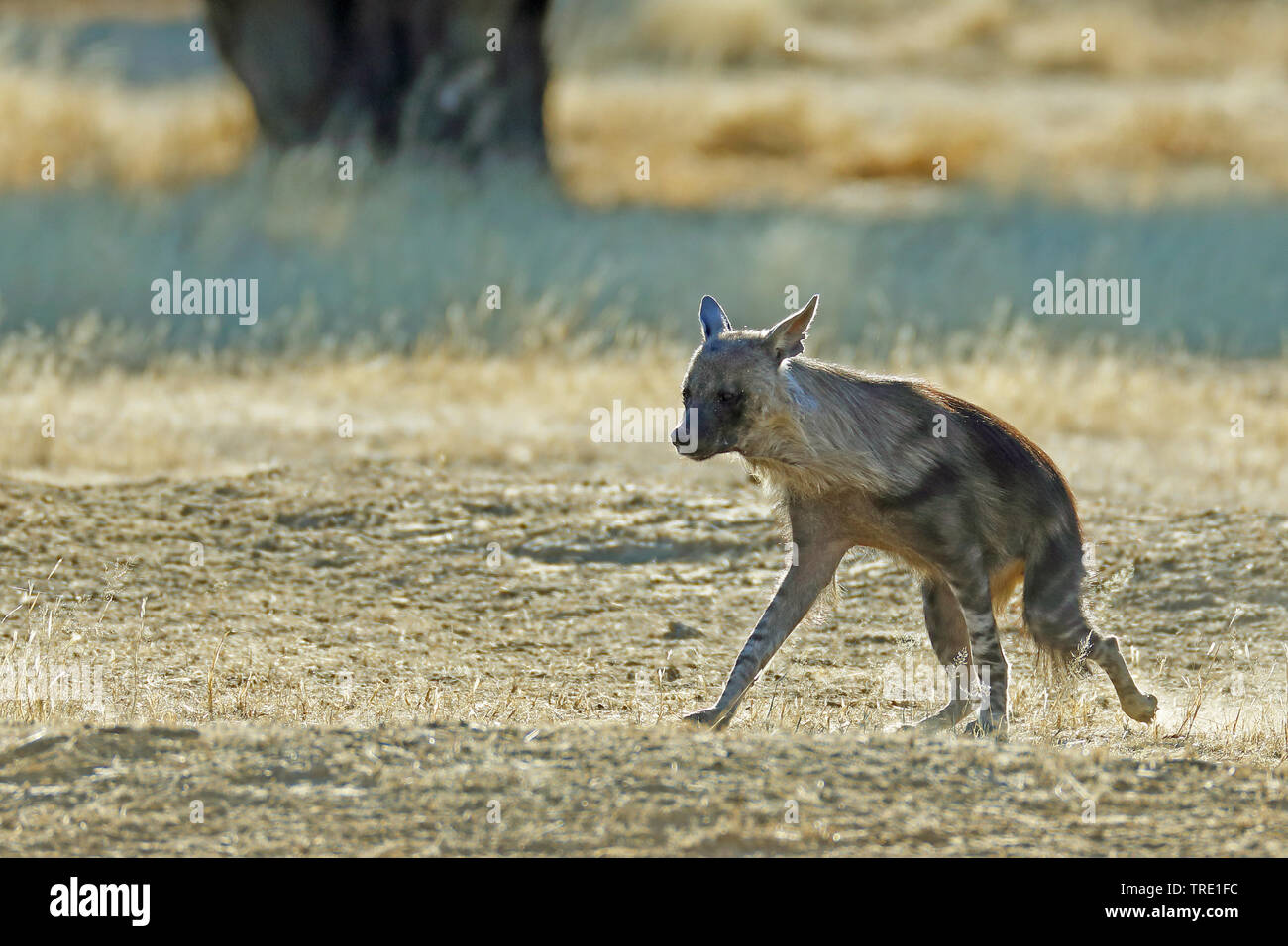 Braune Hyäne (Hyaena brunnea, Parahyena brunnea), Wandern in der Savanne, Seitenansicht, Südafrika, Kgalagadi Transfrontier National Park Stockfoto