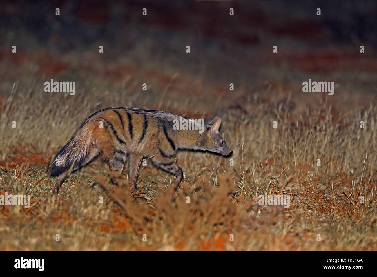 Erdwolf (Proteles cristatus), Wandern durch die Nacht, Seitenansicht, Südafrika, Mokala National Park Stockfoto