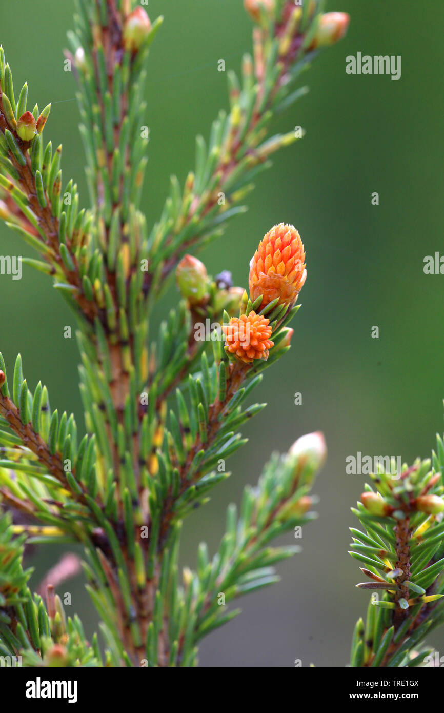Die Fichte (Picea abies), Zweig, mit mal Kegel in Bud, Finnland Stockfoto
