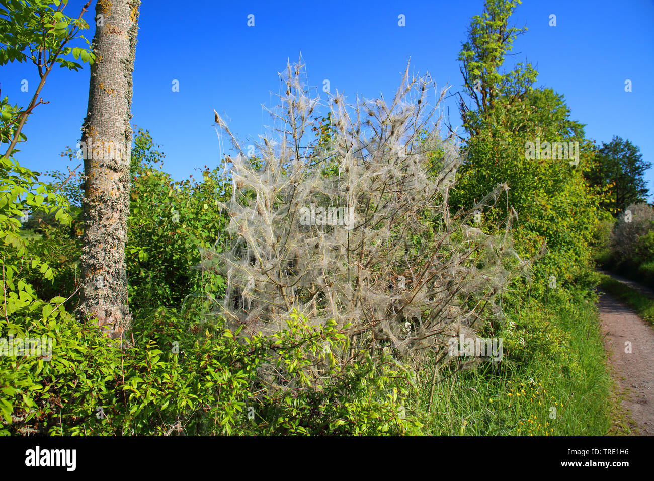Hermelin Motten (Hyponomeutidae (Yponomeutidae)), Weben von Hermelin Motten auf einem Busch, Schweden, Oeland Stockfoto