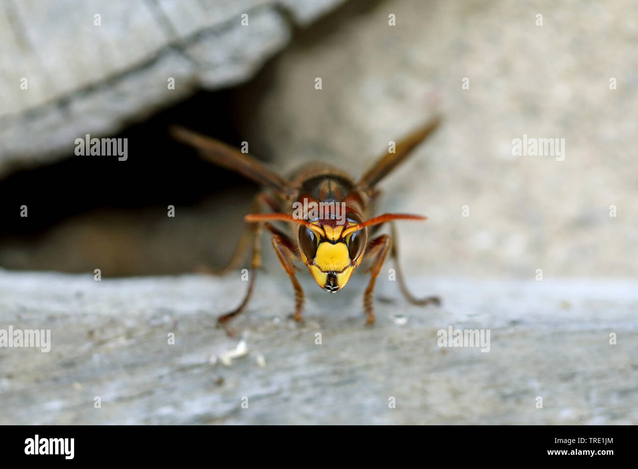 Hornet, brown Hornet, Europäische Hornisse (Vespa crabro), die aus dem Wespennest, Vorderansicht, Deutschland, Schleswig-Holstein, Fehmarn Stockfoto