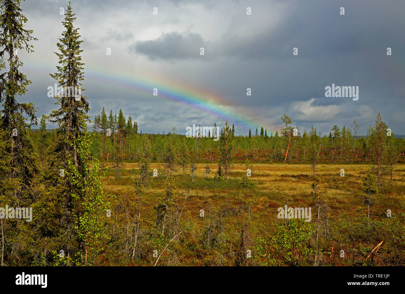 Regenbogen über Hochmoor, Finnland, Ounasjoki, Raattama Stockfoto