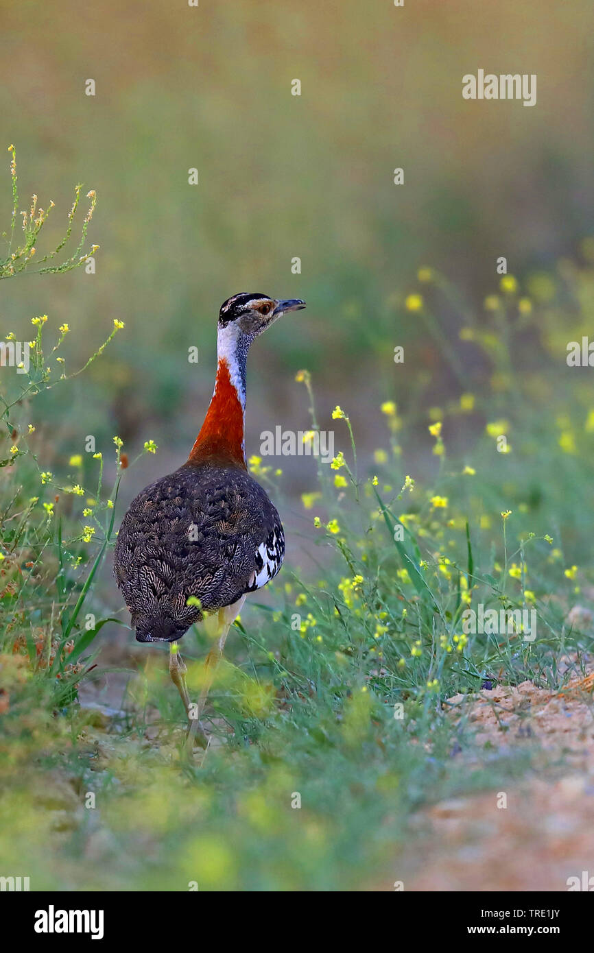 Die denham bustard (Neotis denhami), Wandern am Straßenrand, Südafrika, Bredasdorp Stockfoto