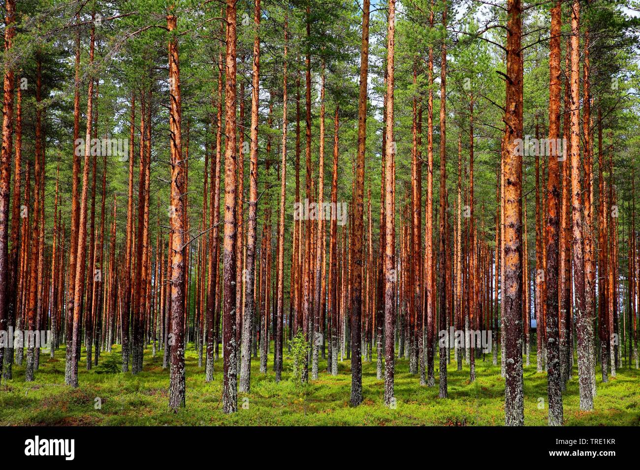 Schottische Kiefer, Kiefer (Pinus sylvestris), Wald, Finnland, Fichte, Utajaervi Ahmasjaervi Stockfoto