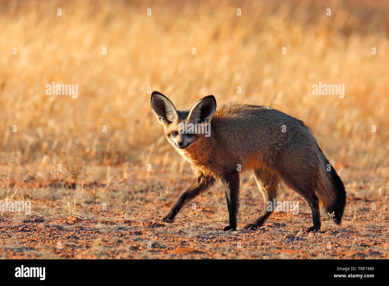 Bat-eared Fox (Otocyon Megalotis), Wandern in der Savanne, Südafrika, Kgalagadi Transfrontier National Park Stockfoto