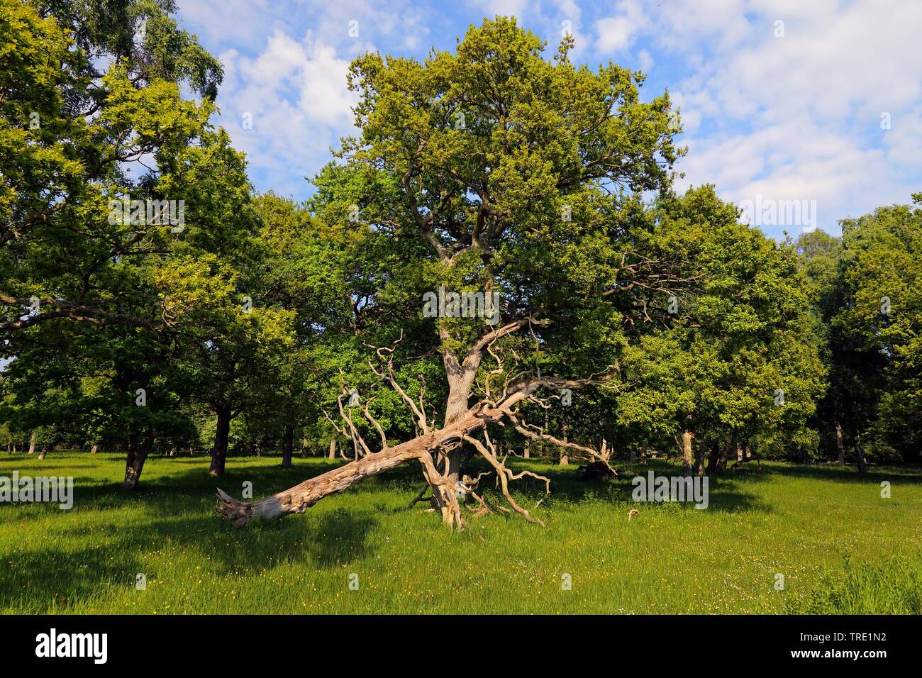 Eichenwald mit gefallenen Baum, Schweden, Oeland, Ottenby Lund, O Combuco Stockfoto