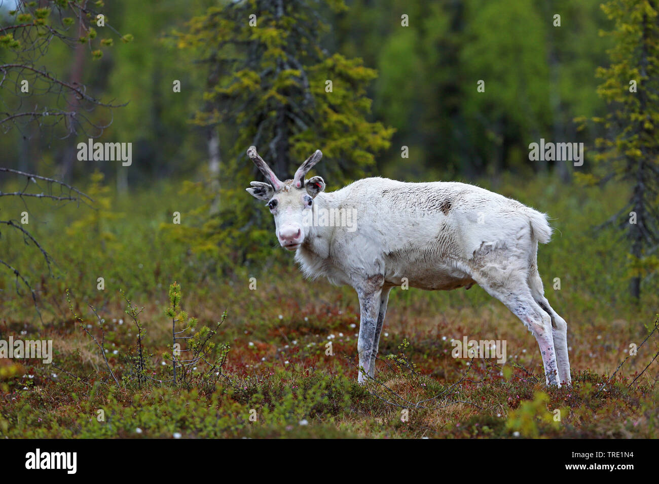 Rentiere, Karibus (Rangifer tarandus), albino, Stehen im Moor, Finnland, Pallas Nationalpark Yllaestunturi Stockfoto
