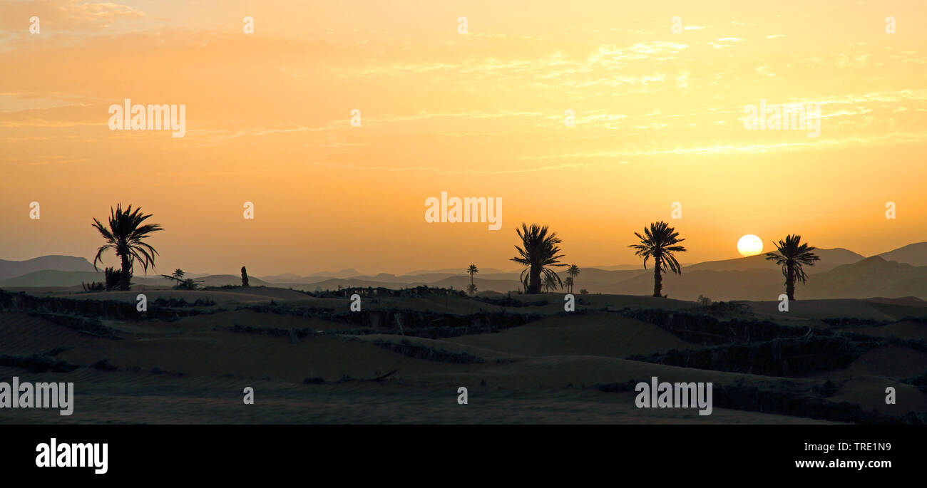 Palm Oasis bei Sonnenuntergang, Marokko, Rissani Stockfoto