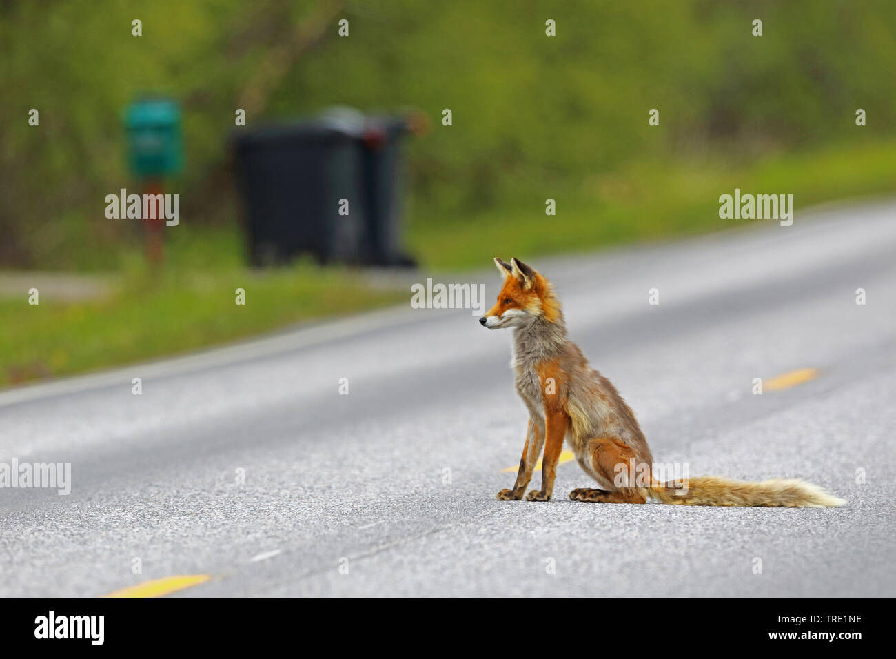 Red Fox (Vulpes vulpes), sitzen auf einer Lane, Seitenansicht, Finnland, Nuorgam Stockfoto