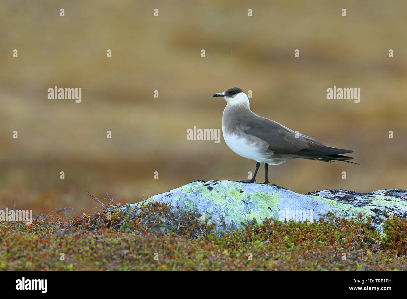 Parasitäre Jaeger, Schmarotzerraubmöwe, parasitäre Skua (Eulen parasiticus), steht auf einem Felsen, Norwegen, Varangerhalvøya Stockfoto