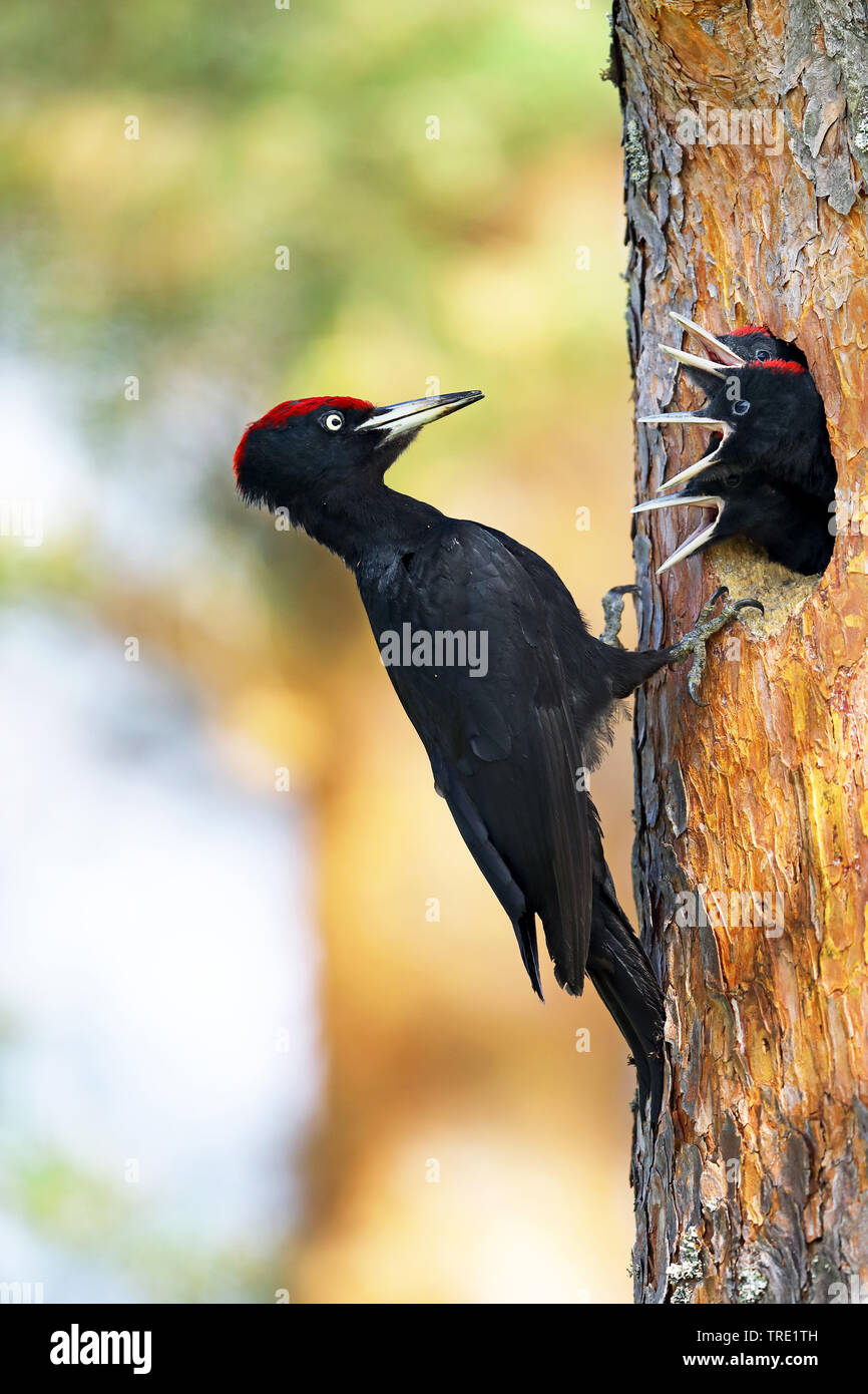 Schwarzspecht (Dryocopus martius), männlich Fütterung Küken in der Höhle in einem Kiefer, Schweden Stockfoto