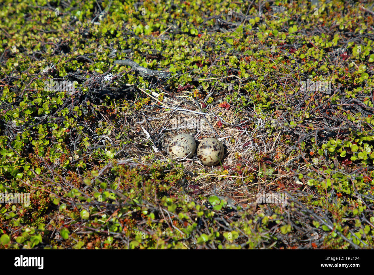Mew Gull (Larus canus), Eier, Norwegen, Varanger Halbinsel, komagvær Stockfoto