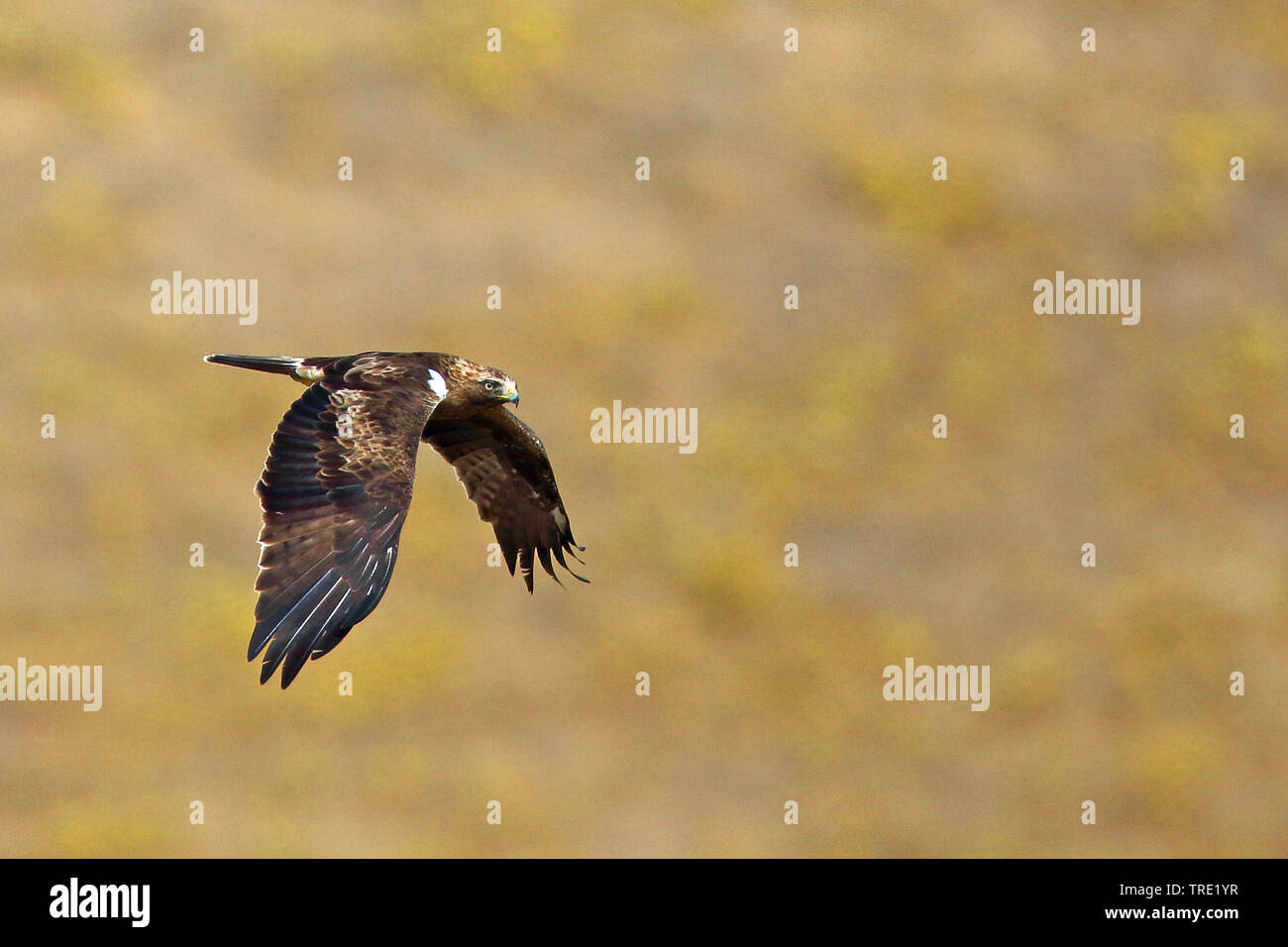 Zwergadler (Hieraaetus pennatus), dunkle Morph, Fliegen, Spanien, Andalusien Stockfoto