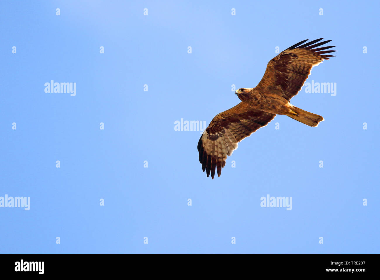 Zwergadler (Hieraaetus pennatus), dunkle Morph, Fliegen, Spanien, Andalusien Stockfoto