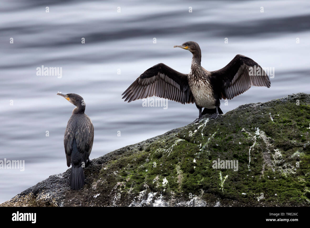 Kormoran (Phalacrocorax carbo), seine Flügel trocknen auf einem Felsen, Island Stockfoto