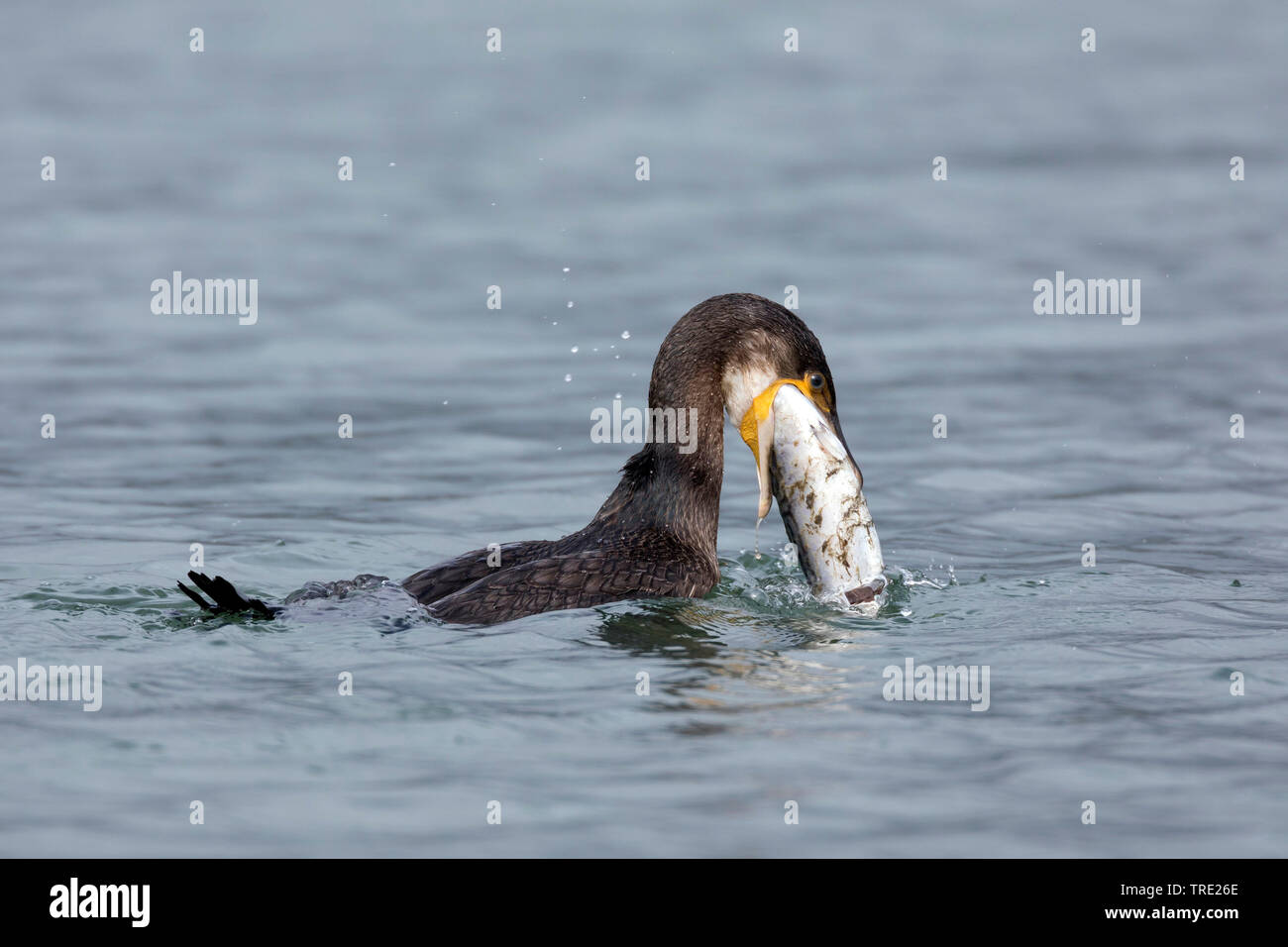 Kormoran (Phalacrocorax carbo), Schwimmen mit Preyed, Makrele, hinunter die große Beutetiere, Seitenansicht, Island Stockfoto