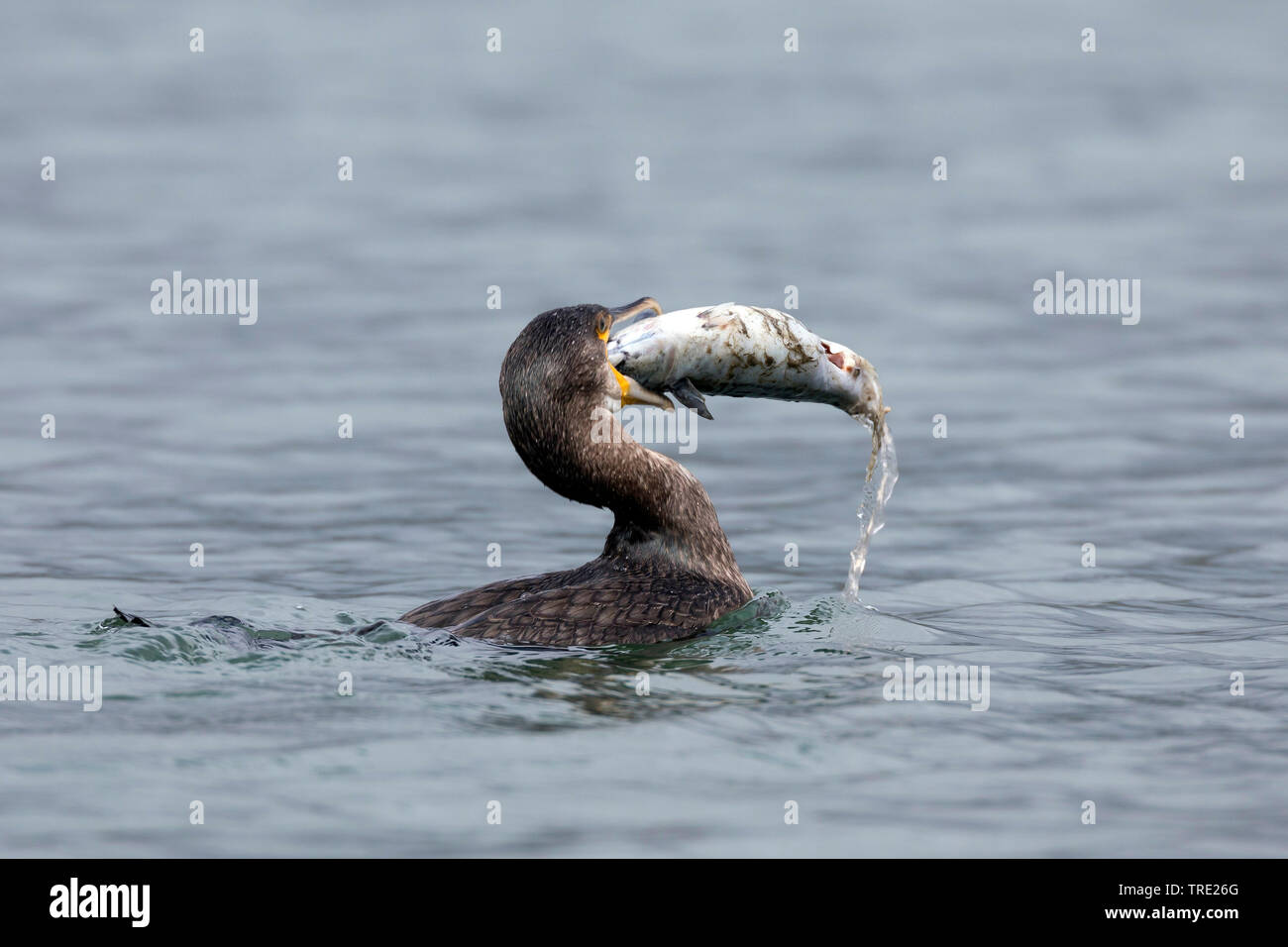 Kormoran (Phalacrocorax carbo), Schwimmen mit Preyed, Makrele, hinunter die große Beutetiere, Seitenansicht, Island Stockfoto