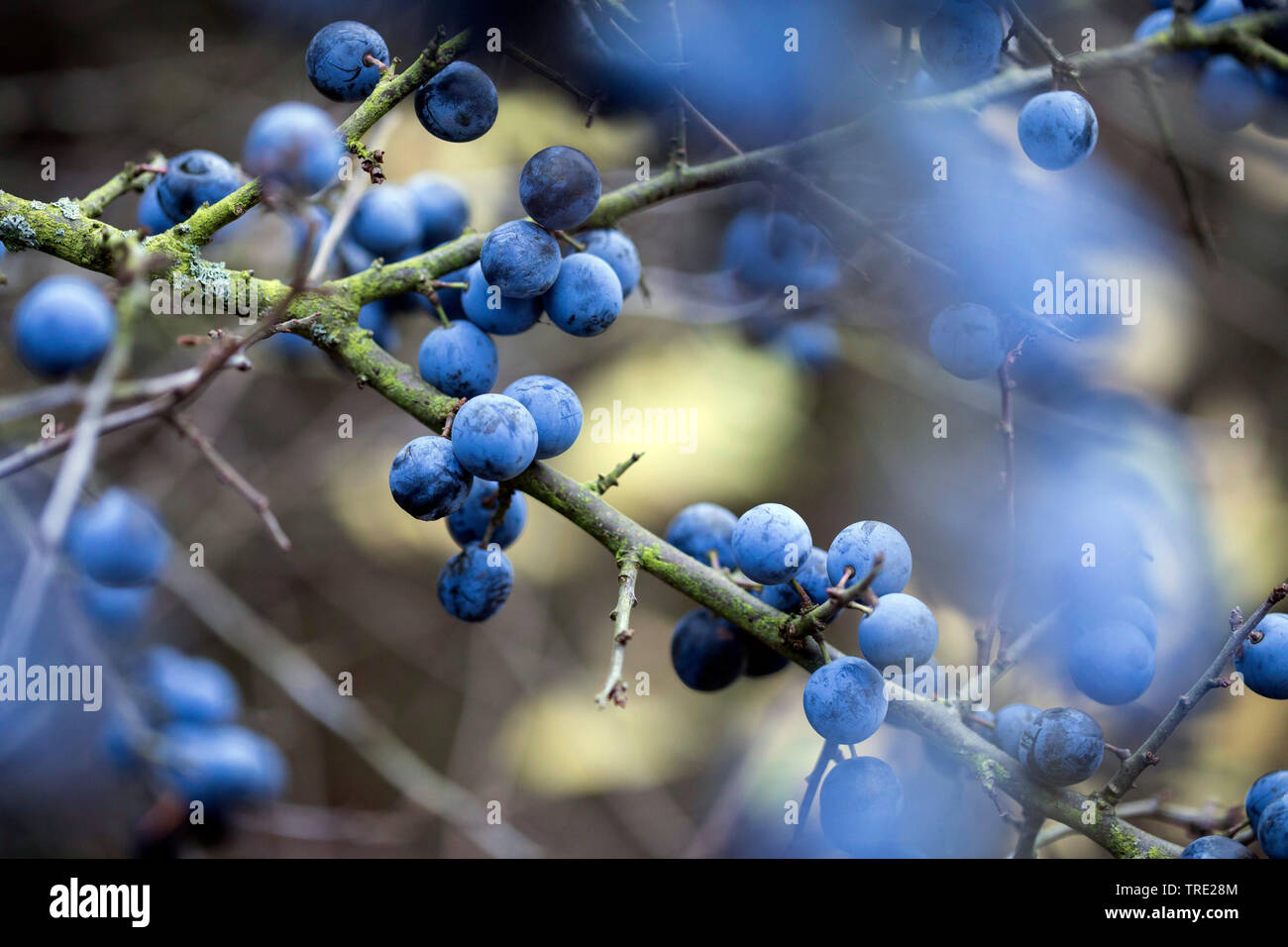 Schlehe, Schlehe (Prunus Spinosa), Früchte auf einem Ast, Deutschland Stockfoto