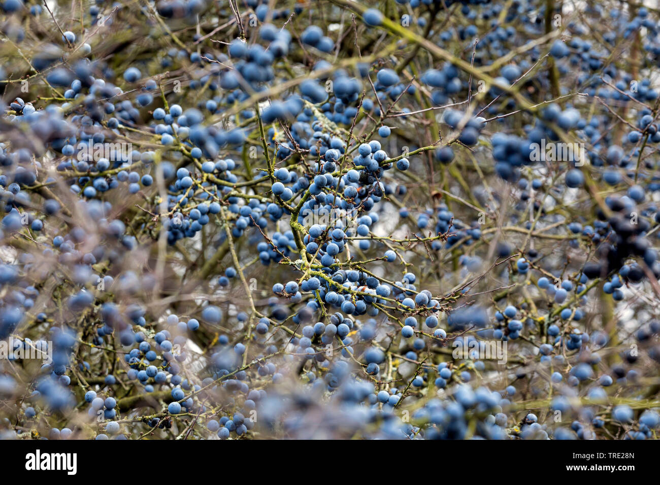 Schlehe, Schlehe (Prunus Spinosa), Früchte auf einem Ast, Deutschland Stockfoto
