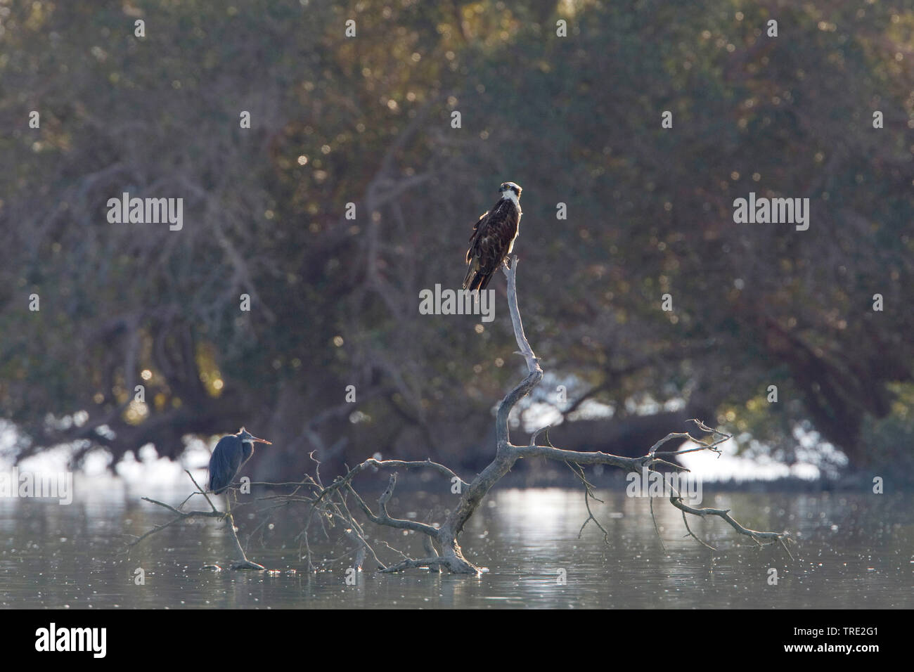 Osprey, Fisch Hawk (Pandion haliaetus) und Graureiher auf Ausblick, Iran Stockfoto