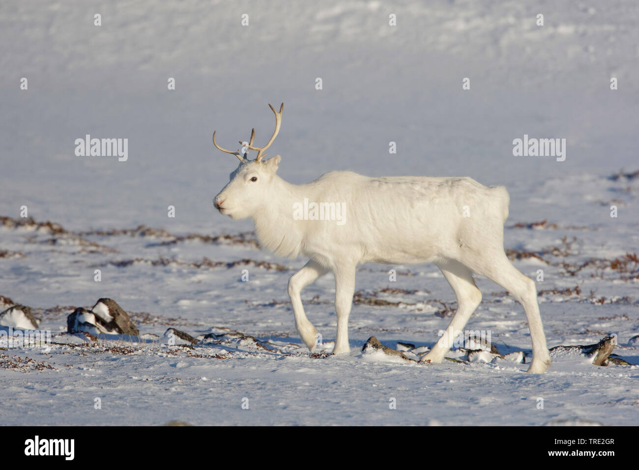 Europäische Rentier, Europäischen (Rangifer tarandus tarandus Caribou), im Winter Fell, Norwegen, Varangerfjord, Kiberg Stockfoto