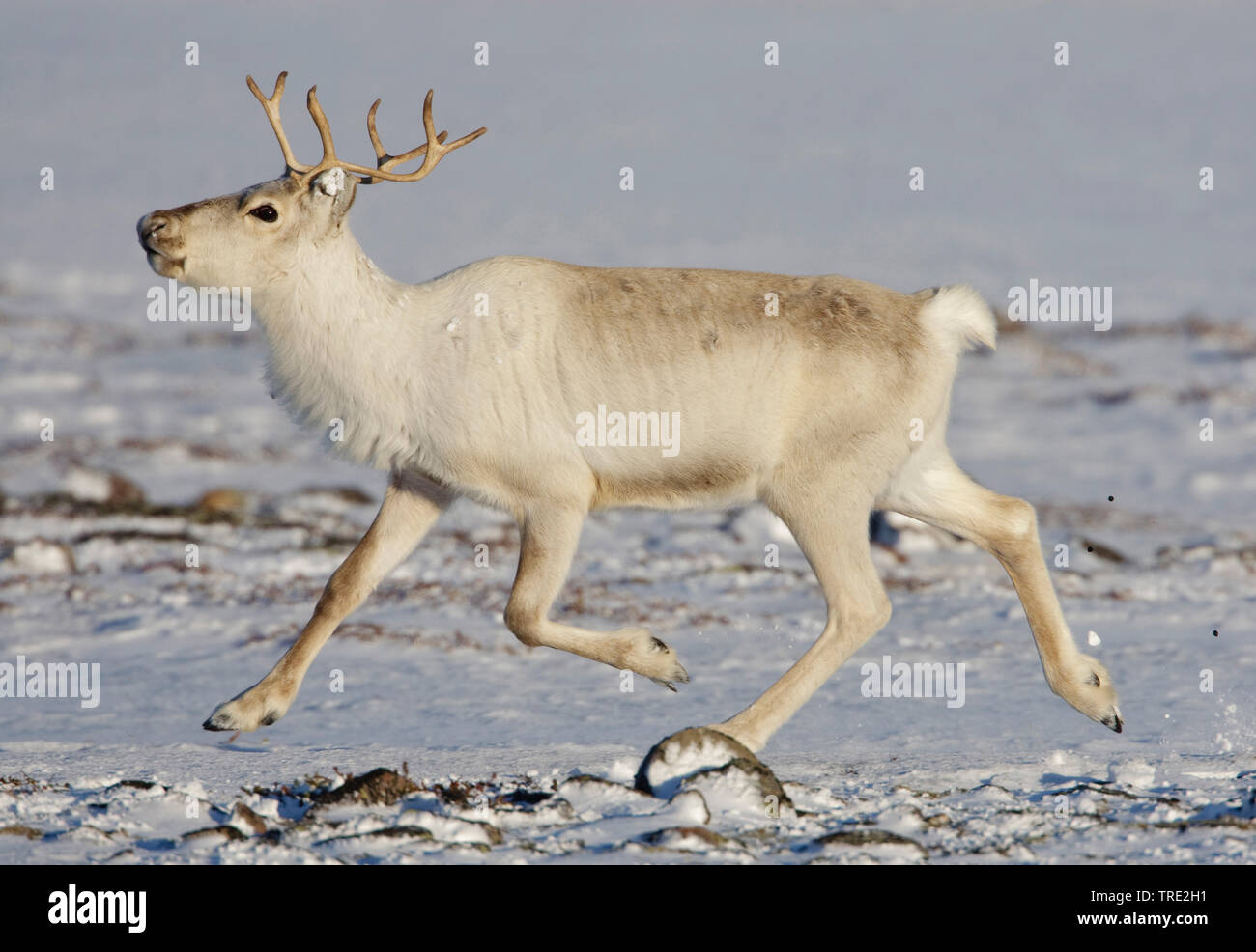 Europäische Rentier, Europäischen (Rangifer tarandus tarandus Caribou), im Winter Fell, Norwegen, Varangerfjord, Kiberg Stockfoto