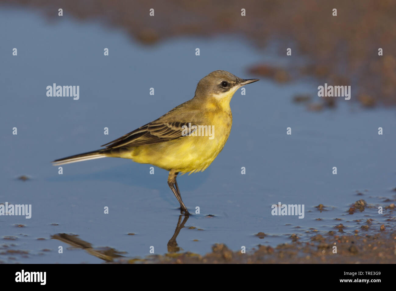 Dark-headed Wagtail, Graue Bachstelze, Schafstelze (Motacilla flava thunbergi), die von der Wasserseite, Schweden, Oeland Stockfoto